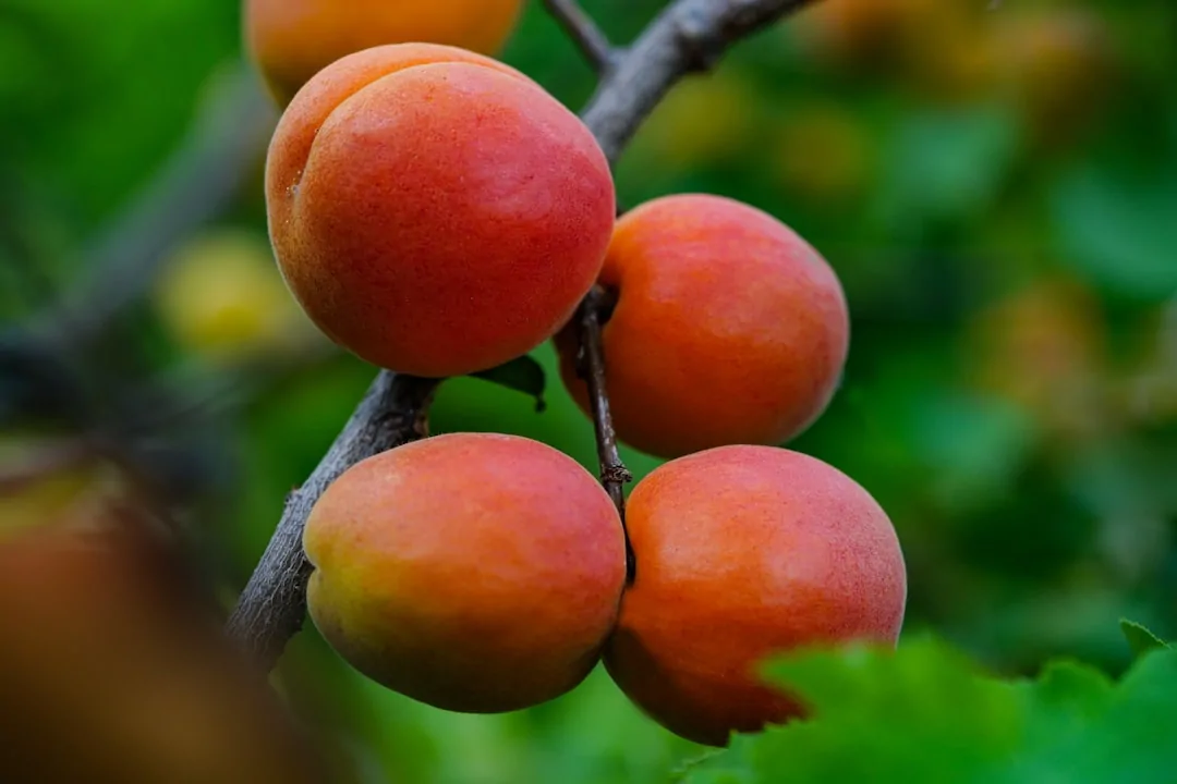 Discover the Health Benefits of Ballı Atom Çerez
